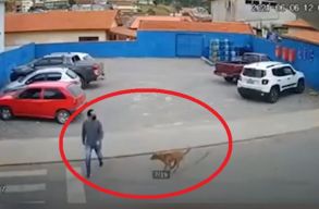 K�zlem�nyben magyar�zta el a bel�gyminiszt�rium, hogy nem vonhat� felel�ss�gre egy kutya cserbenhagy�sos g�zol�s�rt