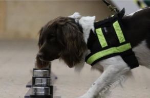 Annyian drogoznak a brit parlamentben, hogy k�b�t�szerkeres� kuty�k bevet�s�n gondolkodnak