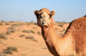 Kiz�rtak egy sz�ps�gversenyb�l 40 tev�t, mert a gazd�ik botoxszal pump�lt�k fel az ajkaikat