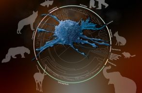 Az eml�s�kn�l tapasztalt r�kos megbeteged�sek h�tter�r�l k�z�lt tanulm�nyt a Nature-ben a BBTE kutat�ja