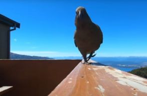 Egy kleptom�ni�s papag�j leny�lta egy t�r�z� csal�d GoPr�j�t, majd forgatott egy r�vidfilmet