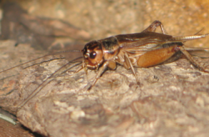 B�tran ehetj�k ezent�l a h�zi t�csk�t is, az EU j�v�hagyta �lelmiszerk�nt val� felhaszn�l�s�t