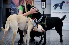 Haszn�lt zoknikon edzett kuty�kat vetn�nek be kiszagolni a koronav�rust brit reptereken