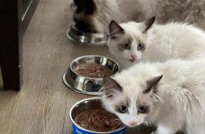 Csak m�g egy falatk�t, mert nem tudunk ellen�llni tekintet�knek... avagy mit�l h�znak h�zi kedvenceink?