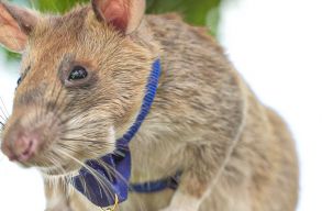 20 focip�ly�nyi ter�letet tett biztons�goss� ez a kambodzsai aknakeres� patk�ny - most nyugd�jba megy