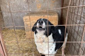 Megel�z�si akci�: ingyen ivartalan�tj�k a kuty�kat Sepsiszentgy�rgy�n