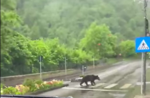 Zebr�t haszn�lt a medve Szin�j�n