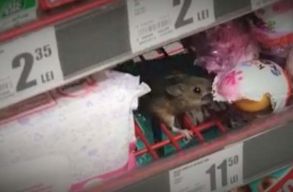 Egeret filmeztek egy kolozsv�ri Auchanban: �ppen csokitoj�st evett
