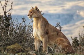 Puszta k�zzel sz�llt szembe egy pum�val egy n�, hogy megmentse a gyerek�t