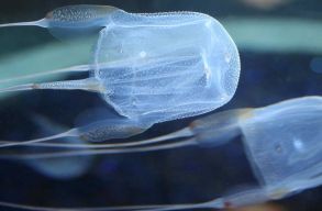 Hal�los kimenetele lett a kockamed�za cs�p�s�nek: egy kilenc�ves fi� vesztette �let�t miatta