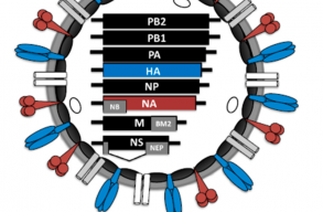 Kihalt az egyik influenza-v�rust�rzs a koronav�rus-vil�gj�rv�ny miatt?