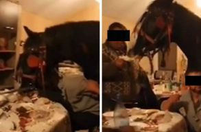 C�l�ra�i: illeg�lis h�zibuli volt egy faluban, egy l� is r�szt vett