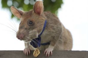 Elpusztult az arany�rmes aknakeres� patk�ny