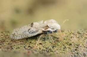 Te sem tudod, hogy mik azok a mindent el�raszt�, apr� rovarok? �s egy�ltal�n honnan ker�ltek ide?